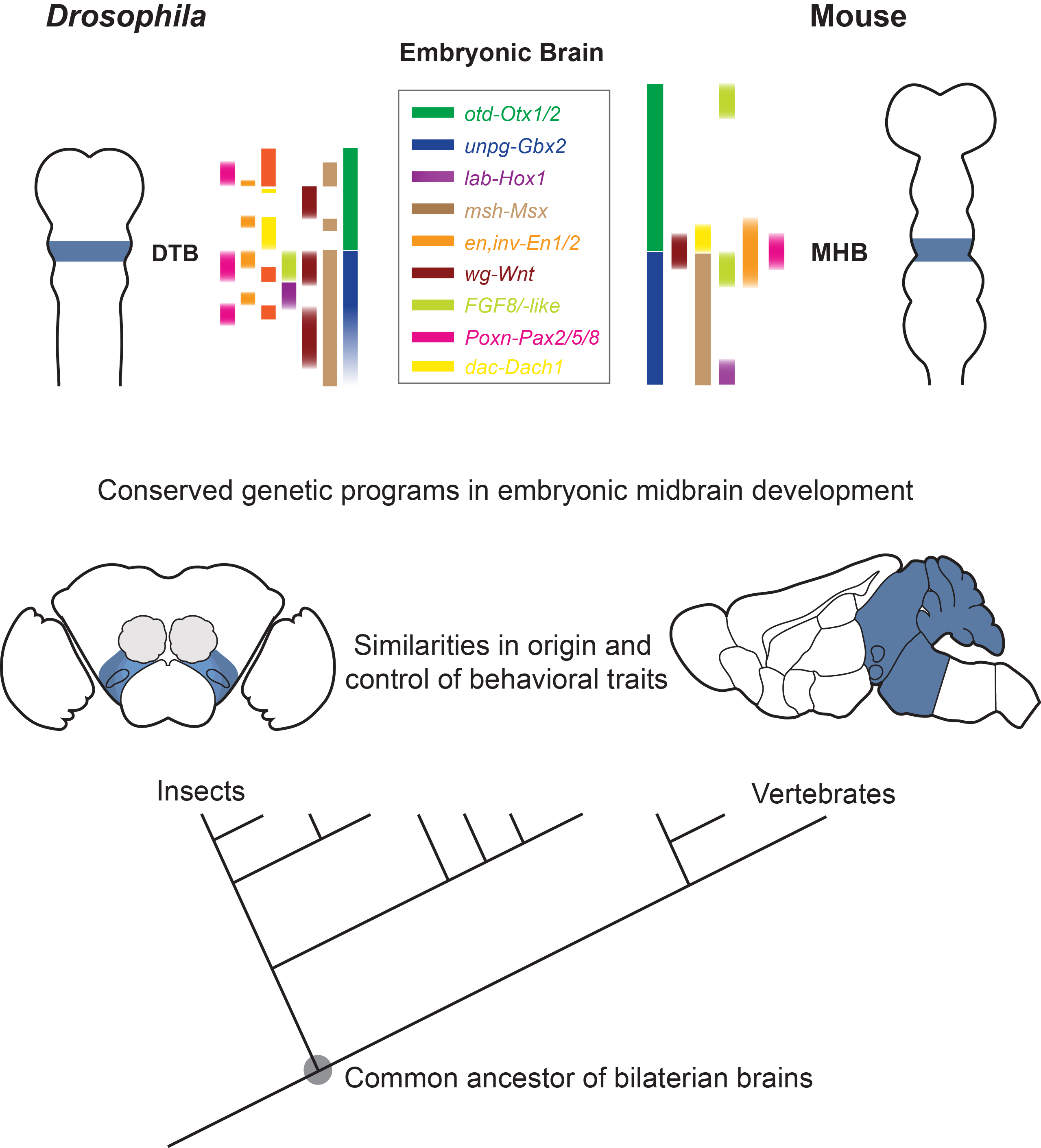 Schematic comparison showing the brains of a fruit fly and a mouse Schematic comparison showing the brain of a fruit fly on the left and that of a mouse on the right, with homologous boundary in blue.